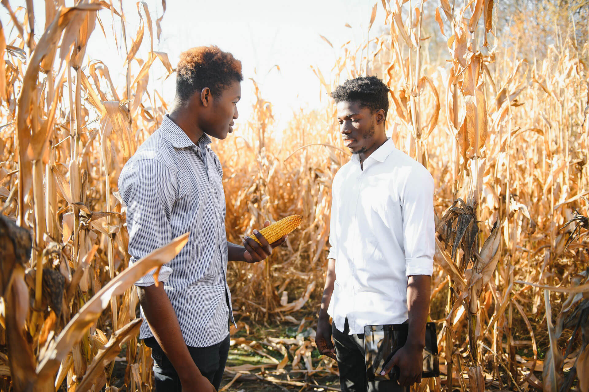 Two men in mais field