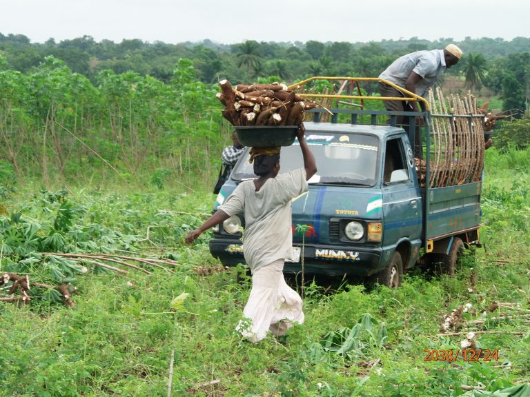 Woman carrying a basket of cassava on her head through a field with a blue truck