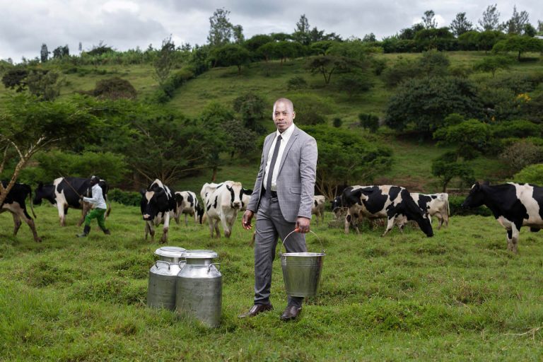 Man in field with dairy cows and buckets of milk