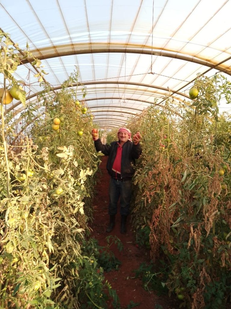 Man standing in a greenhouse proudly holding tomatoes