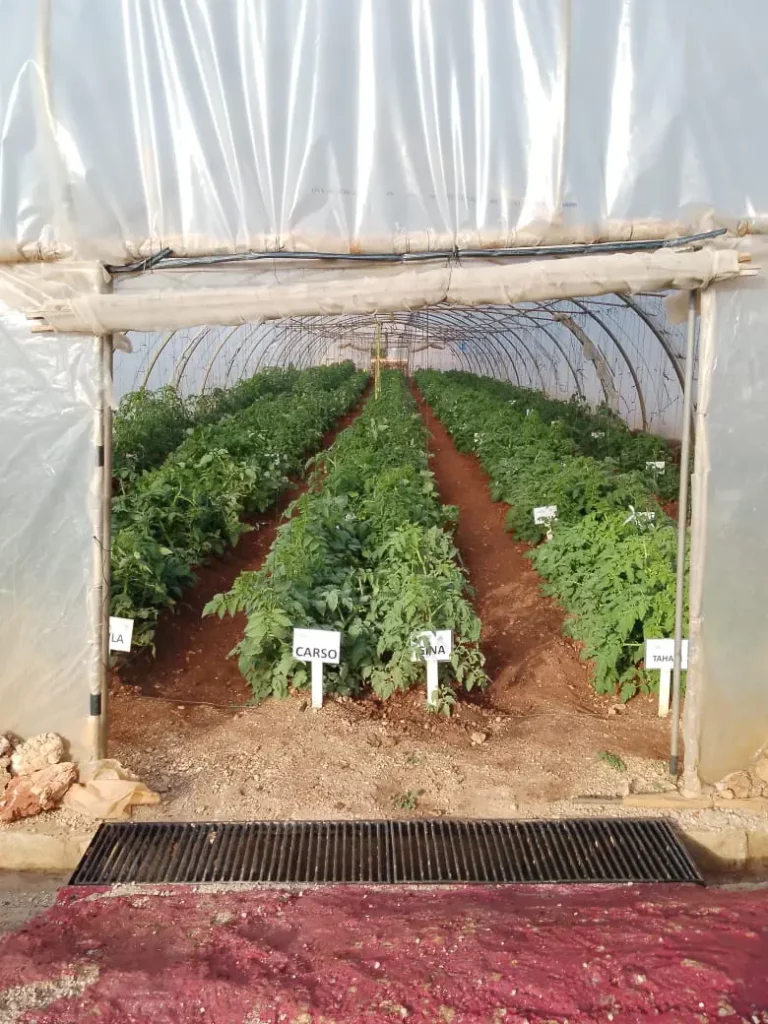 Inside a polytunnel in Lebanon