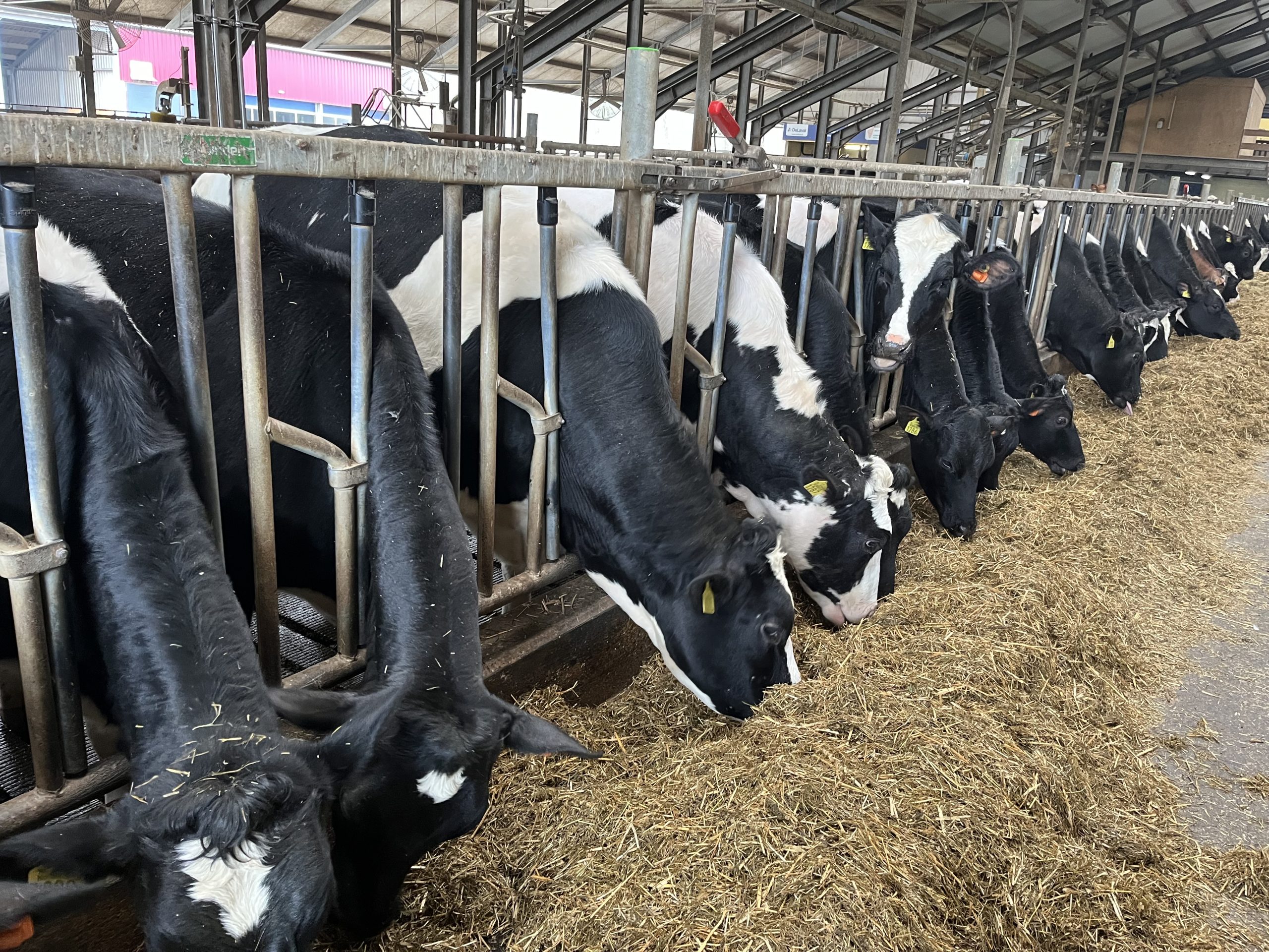 Cattle eating silage in a barn in the Netherlands