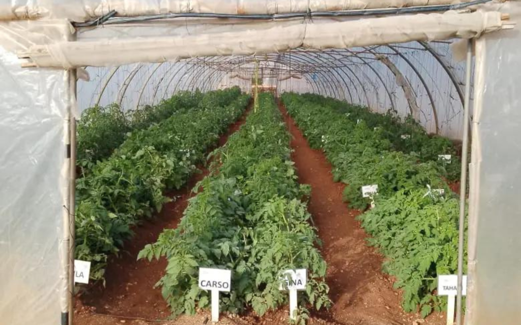 Zoomed in version of a polytunnel in Lebanon