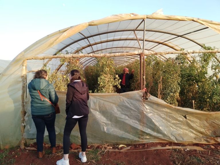 View of people visiting a polytunnel growing tomatoes in Lebanon