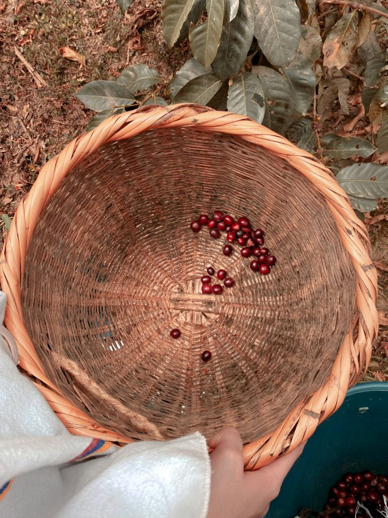 Coffee beans in a woven basket