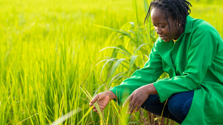 Girl examining crops in field